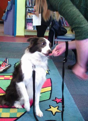 Photo of a dog being fed a treat in a library